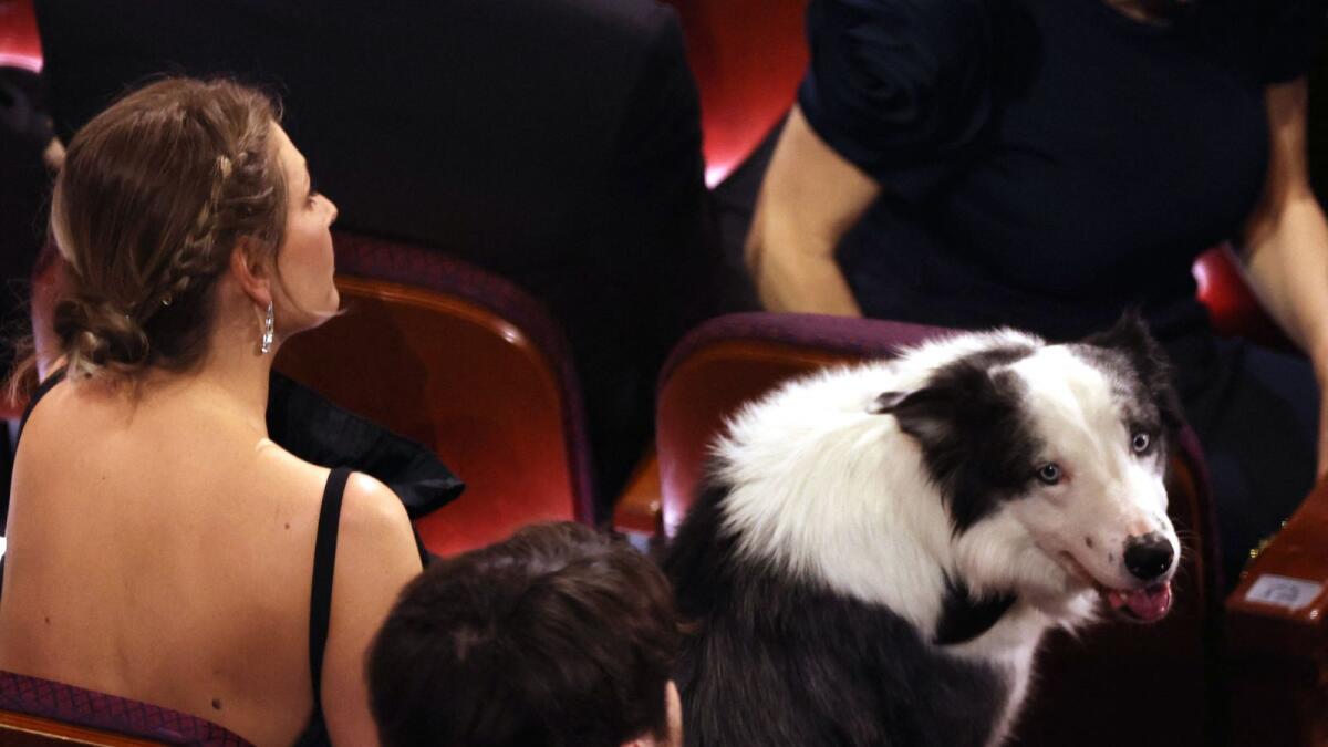 'Actor' dog Messi to 'interview' stars on Cannes red carpet The Print